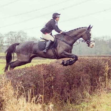 18.2hh Bargain Gelding - Ideal Hunter